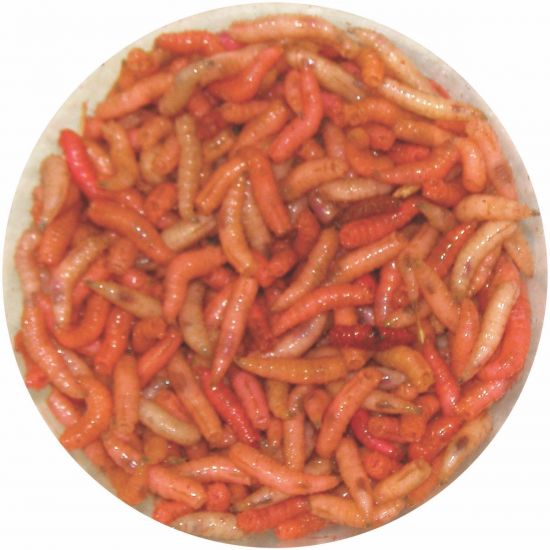 Knutson's Live Bait: Extra Bright Colored Maggots